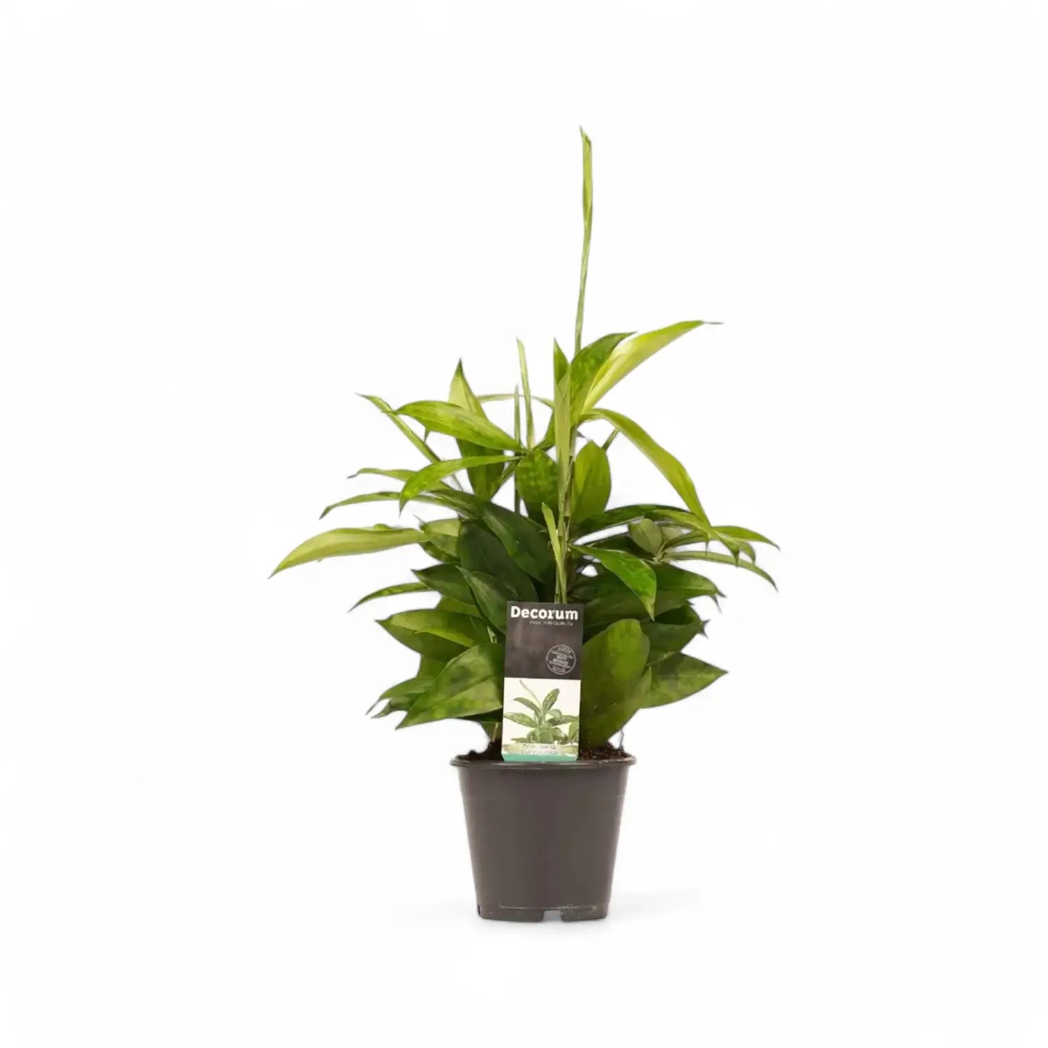 Dracaena surculosa potted plant in nursery pot on white background.