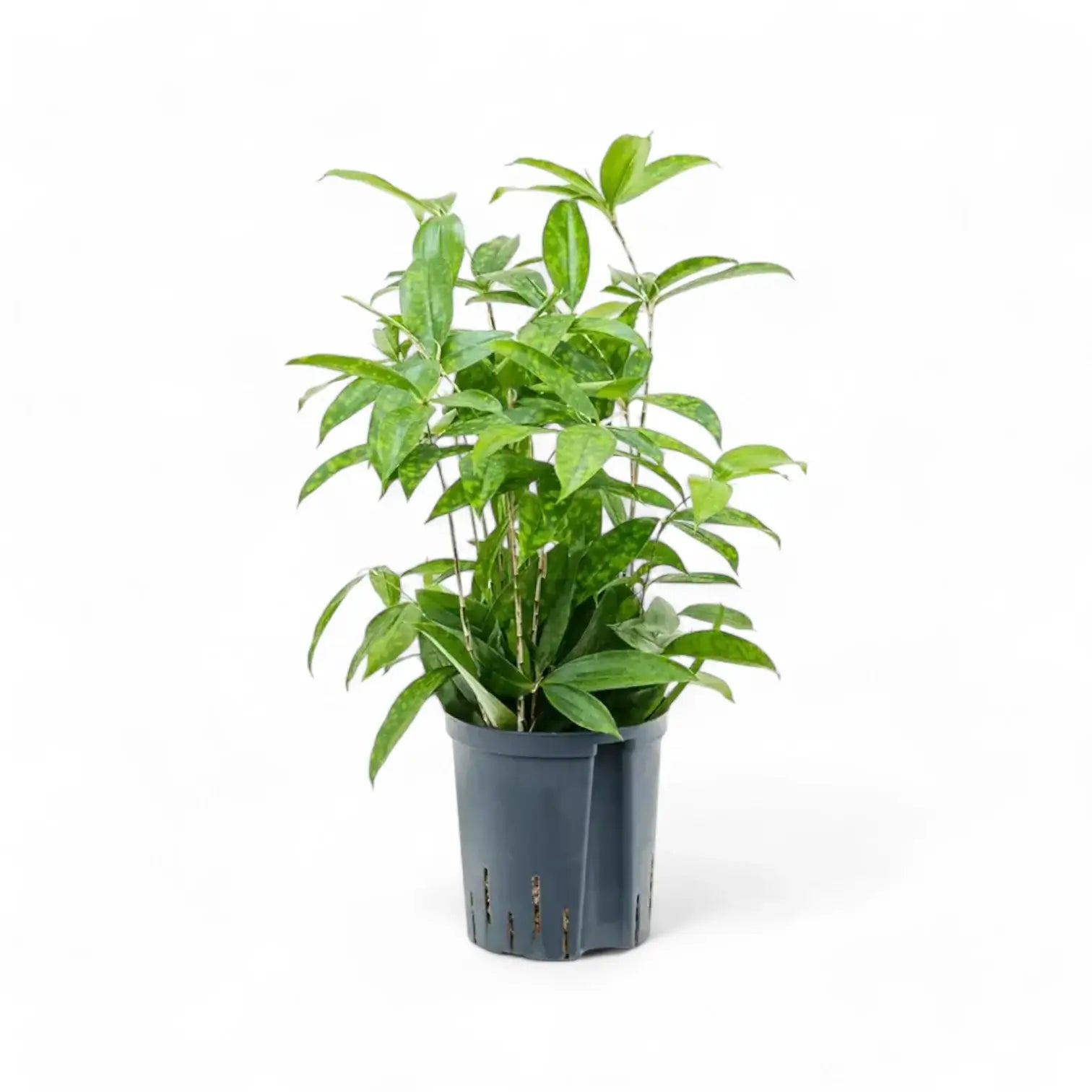 Dracaena surculosa potted plant in nursery pot on white background.