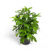 Dracaena surculosa potted plant in nursery pot on white background.