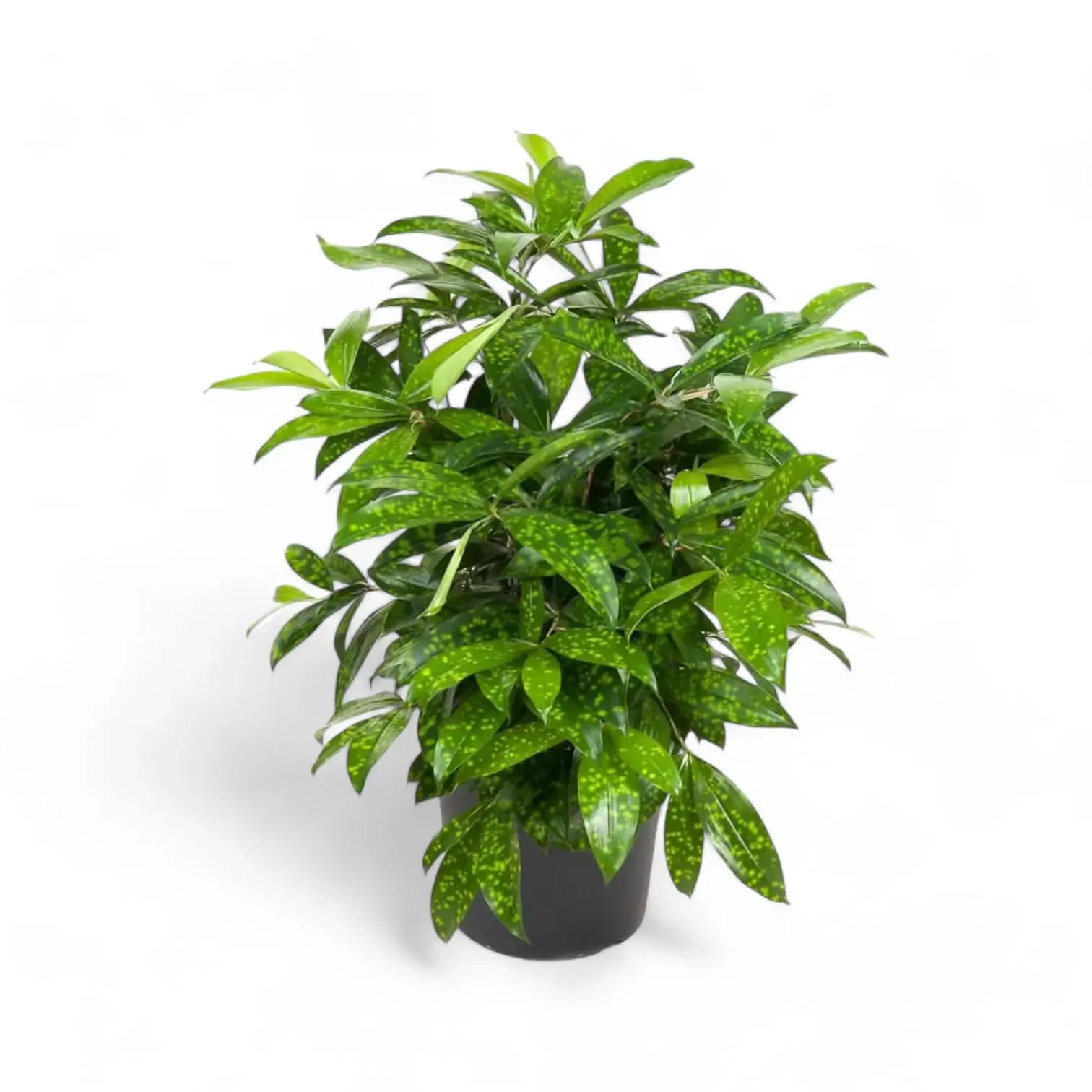 Dracaena surculosa potted plant in nursery pot on white background.