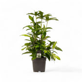 Dracaena surculosa potted plant in nursery pot on white background.