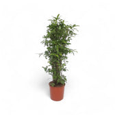 Dracaena surculosa potted plant in nursery pot on white background.