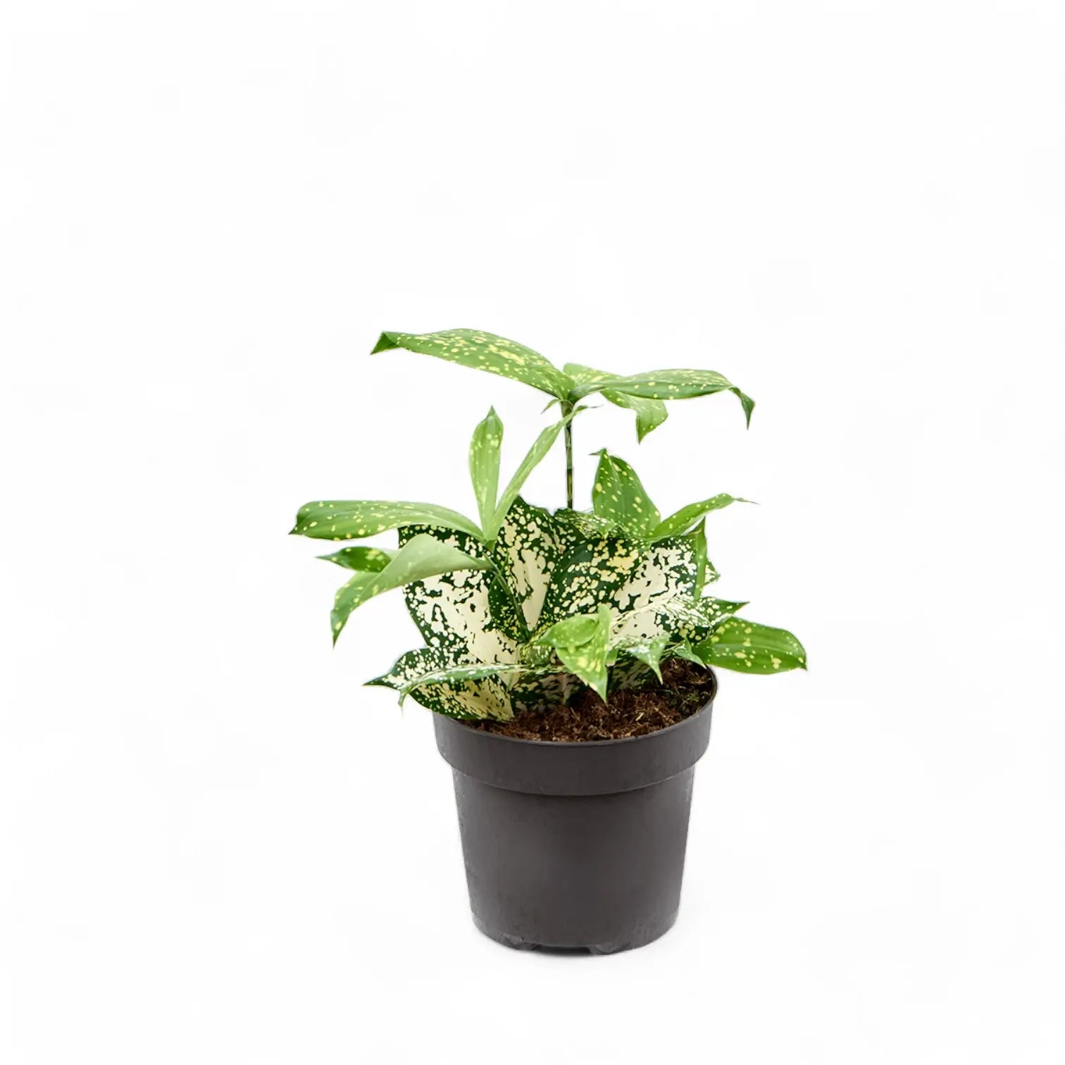 Dracaena surculosa var. surculosa 'Florida beauty' potted plant in nursery pot on white background.