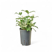 Dracaena surculosa var. surculosa 'Florida beauty' potted plant in nursery pot on white background.