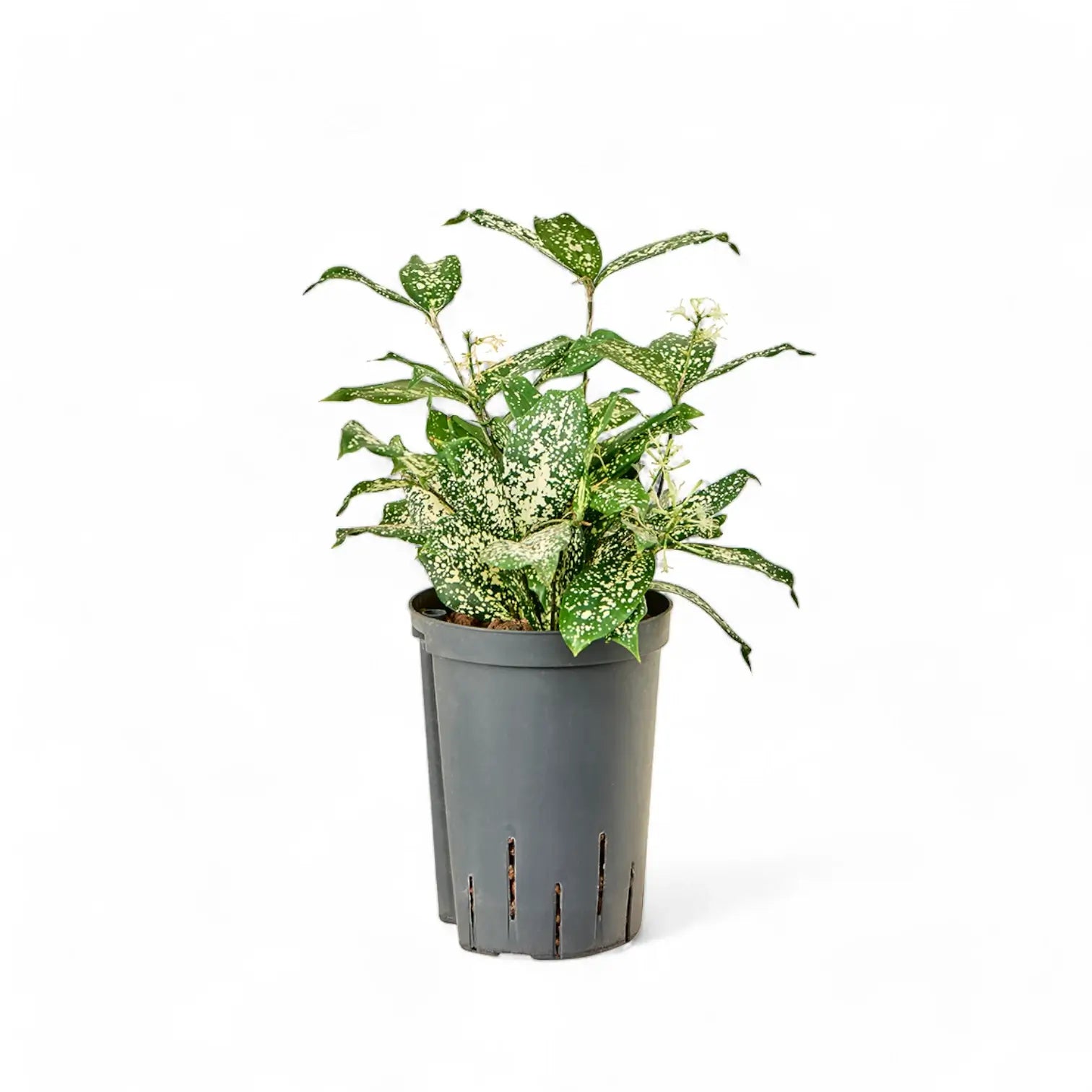 Dracaena surculosa var. surculosa 'Florida beauty' potted plant in nursery pot on white background.