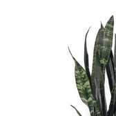Nahaufnahme von Dracaena (Sansevieria) trifasciata 'Black Coral' vor weißem Hintergrund.