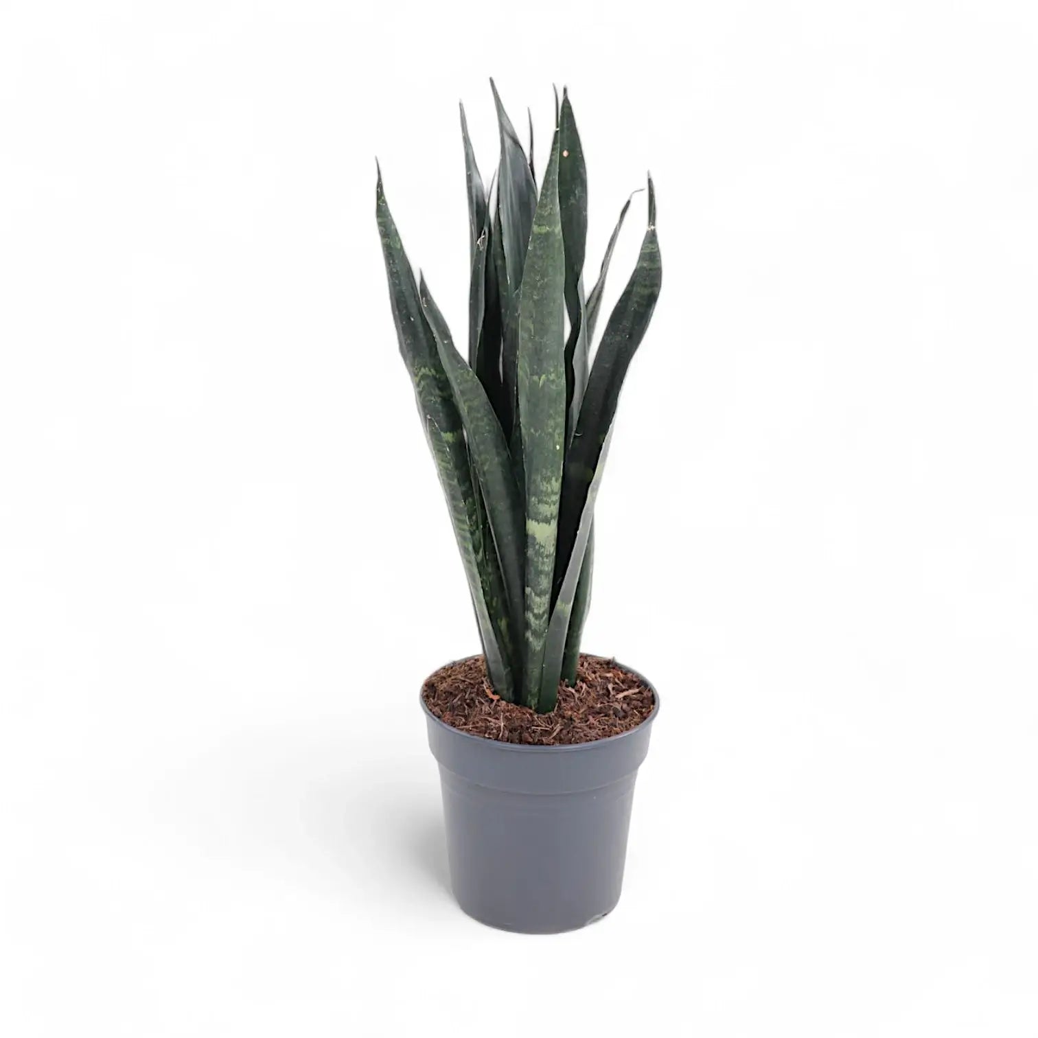 Dracaena (Sansevieria) trifasciata 'Black Coral' potted plant in nursery pot on white background.