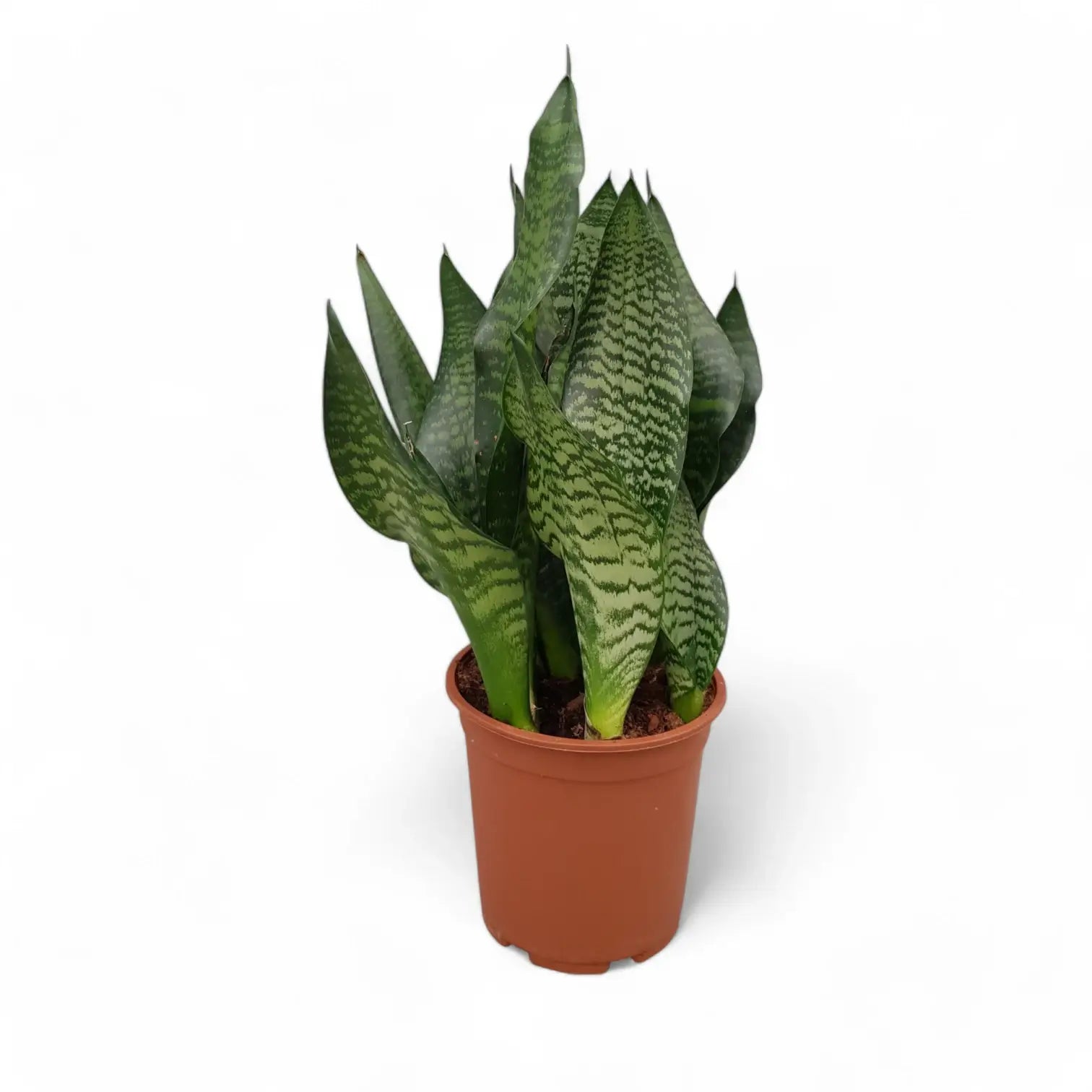 Dracaena (Sansevieria) trifasciata 'Black Coral' potted plant in nursery pot on white background.