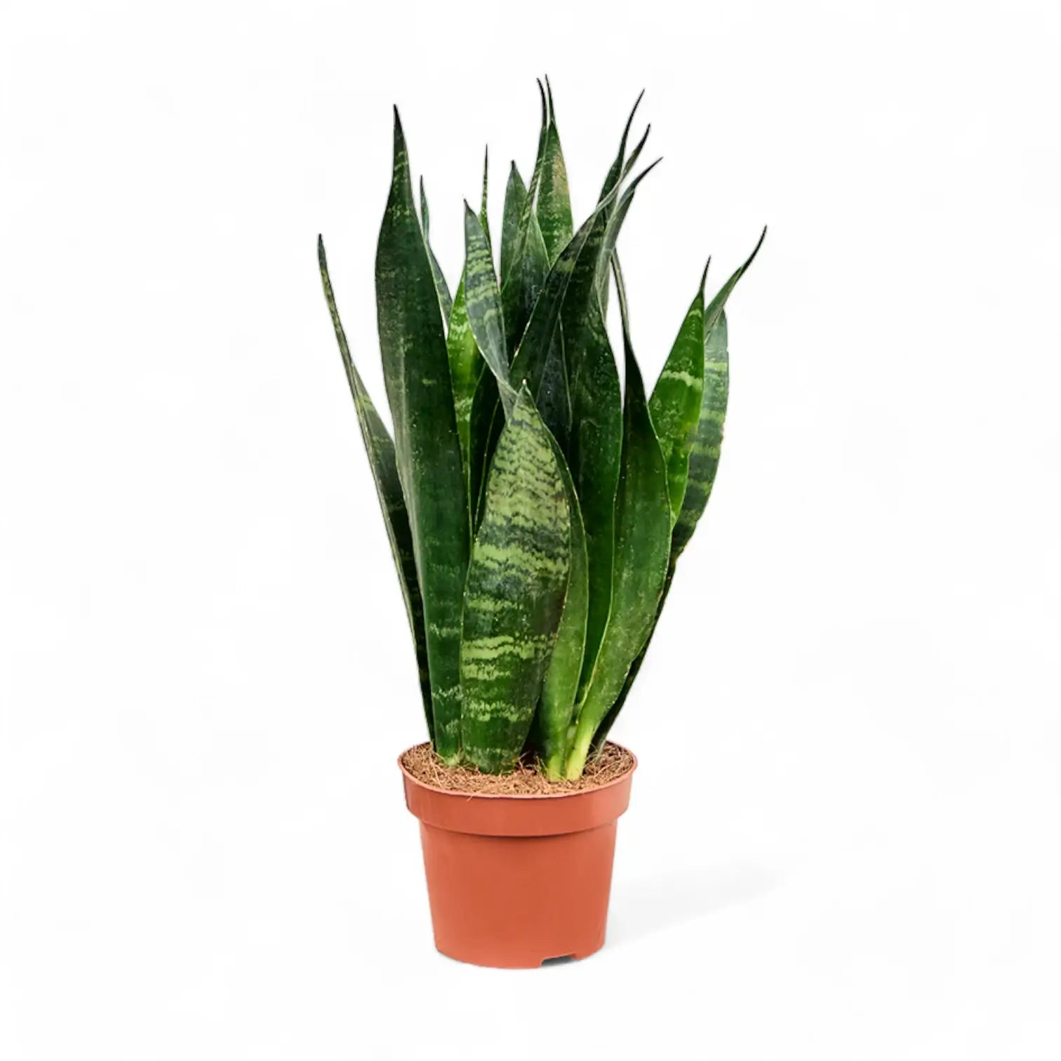 Dracaena (Sansevieria) trifasciata 'Black Coral' potted plant in nursery pot on white background.