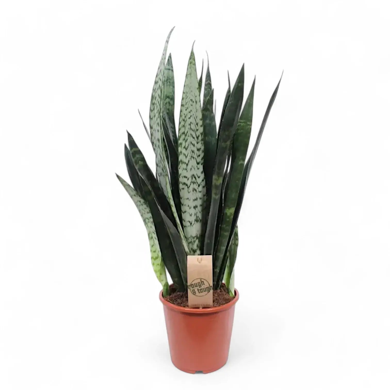 Dracaena (Sansevieria) trifasciata 'Black Coral' potted plant in nursery pot on white background.