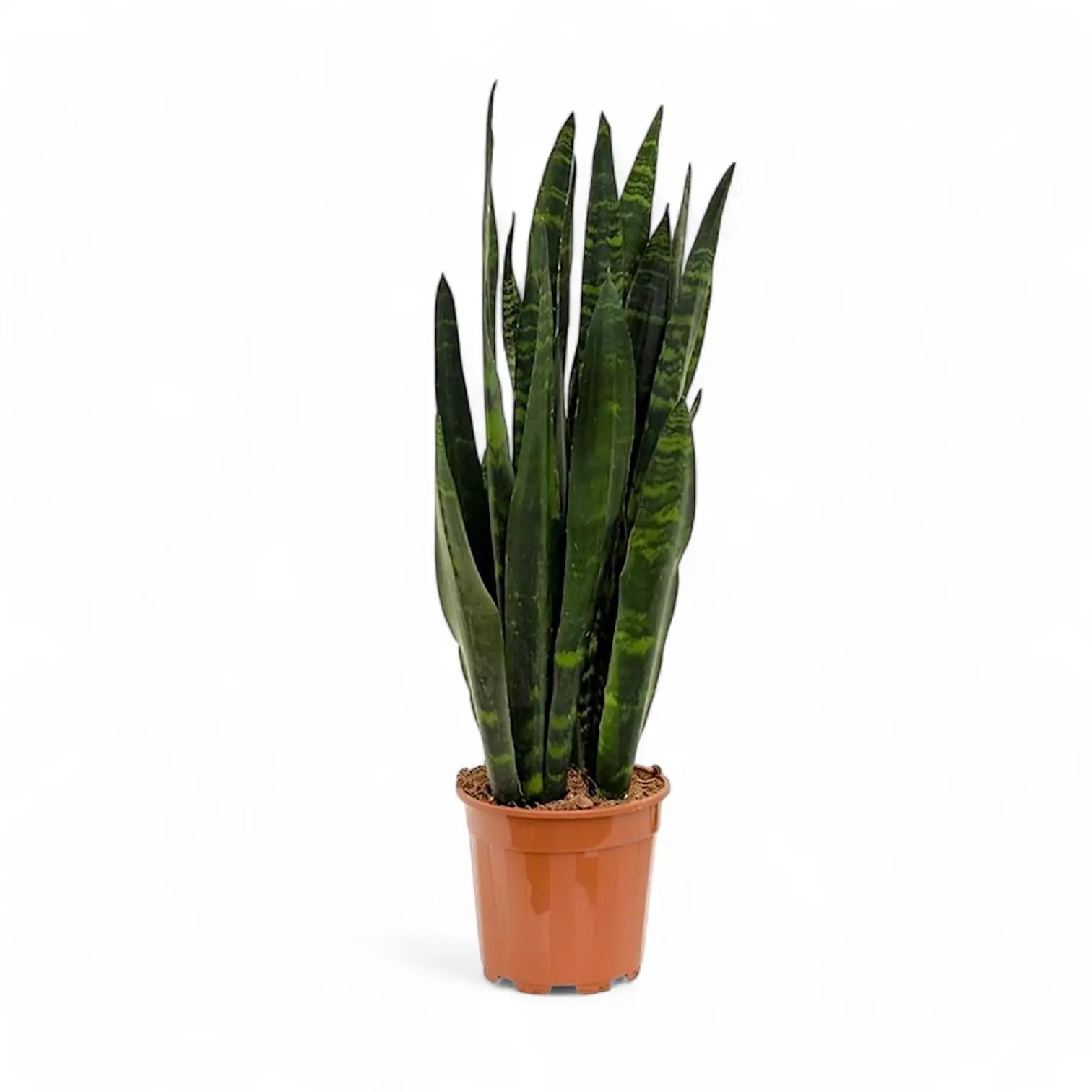 Dracaena (Sansevieria) trifasciata 'Black Coral' potted plant in nursery pot on white background.
