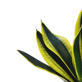 Dracaena (Sansevieria) trifasciata 'Gold Flame' – Blattdetail vor weißem Hintergrund..