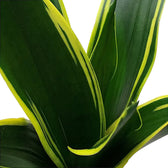 Dracaena (Sansevieria) trifasciata 'Golden Diamond' leaf close-up on white background.