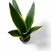 Dracaena (Sansevieria) trifasciata 'Golden Diamond' potted plant in nursery pot on white background.