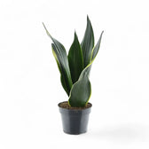 Dracaena (Sansevieria) trifasciata 'Golden Diamond' potted plant in nursery pot on white background.