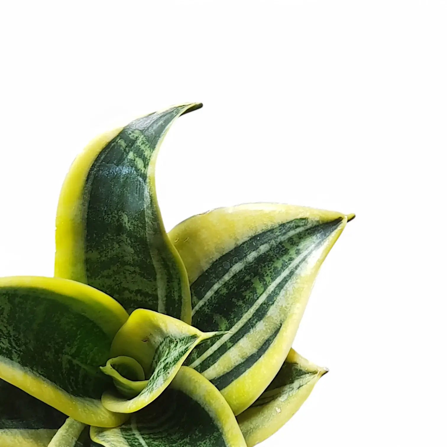 Nahaufnahme von Dracaena (Sansevieria) trifasciata 'Hahnii Golden Edge' vor weißem Hintergrund.