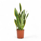 Dracaena (Sansevieria) trifasciata 'Laurentii' – Topfpflanze im Kulturtopf vor weißem Hintergrund, Produktfoto 10.