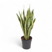Dracaena (Sansevieria) trifasciata 'Laurentii' – Topfpflanze im Kulturtopf vor weißem Hintergrund, Produktfoto 11.