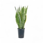 Dracaena (Sansevieria) trifasciata 'Laurentii' – Topfpflanze im Kulturtopf vor weißem Hintergrund, Produktfoto 12.