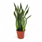 Dracaena (Sansevieria) trifasciata 'Laurentii' – Topfpflanze im Kulturtopf vor weißem Hintergrund, Produktfoto 13.