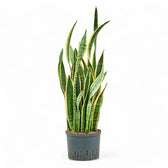 Dracaena (Sansevieria) trifasciata 'Laurentii' – Topfpflanze im Kulturtopf vor weißem Hintergrund, Produktfoto 14.