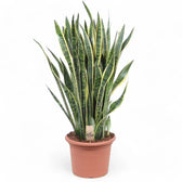 Dracaena (Sansevieria) trifasciata 'Laurentii' – Topfpflanze im Kulturtopf vor weißem Hintergrund, Produktfoto 15.