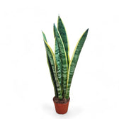 Dracaena (Sansevieria) trifasciata 'Laurentii' – Topfpflanze im Kulturtopf vor weißem Hintergrund, Produktfoto 5.