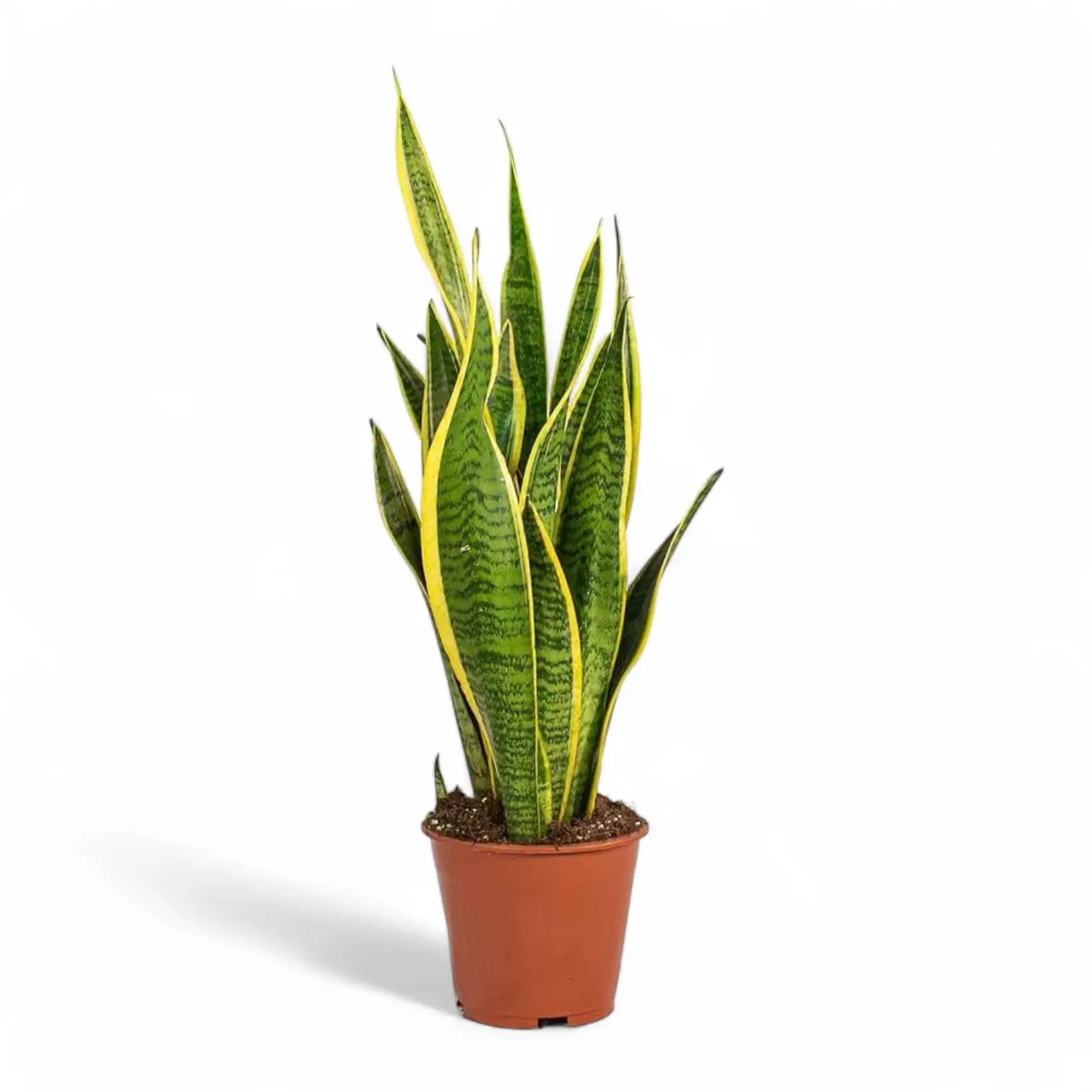 Dracaena (Sansevieria) trifasciata 'Laurentii' – Topfpflanze im Kulturtopf vor weißem Hintergrund, Produktfoto 6.