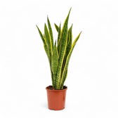 Dracaena (Sansevieria) trifasciata 'Laurentii' – Topfpflanze im Kulturtopf vor weißem Hintergrund, Produktfoto 7.