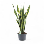 Dracaena (Sansevieria) trifasciata 'Laurentii' – Topfpflanze im Kulturtopf vor weißem Hintergrund, Produktfoto 9.