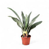 metallica snake plant Metallica