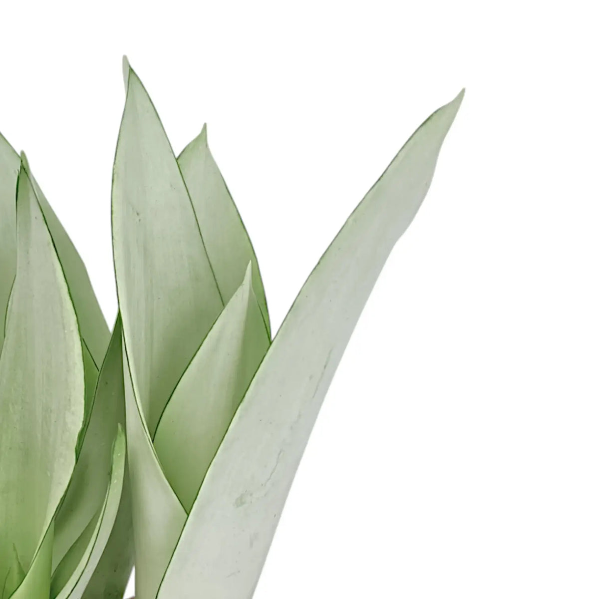 Moonshine | Silver-Green Snake Plant  Foliage Factory
