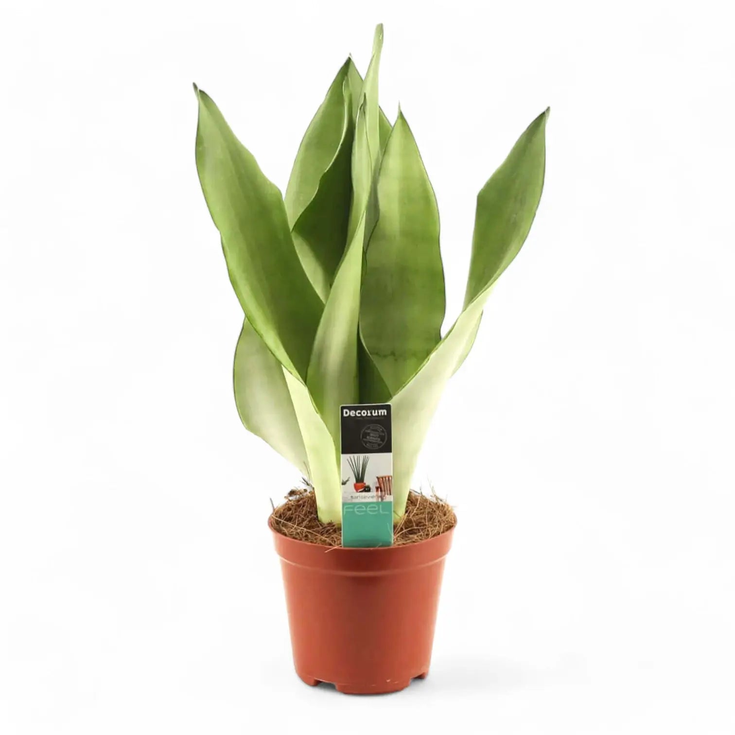 Dracaena (Sansevieria) trifasciata 'Moonshine' – Topfpflanze im Kulturtopf vor weißem Hintergrund, Produktfoto 10.