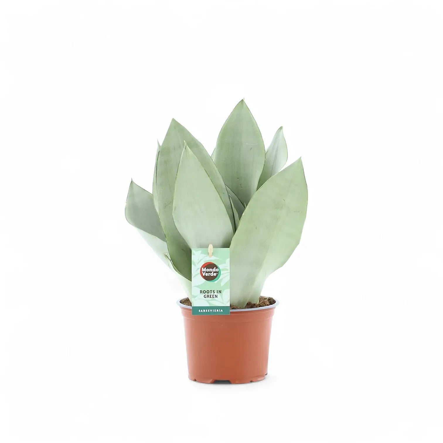 Dracaena (Sansevieria) trifasciata 'Moonshine' – Topfpflanze im Kulturtopf vor weißem Hintergrund, Produktfoto 4.