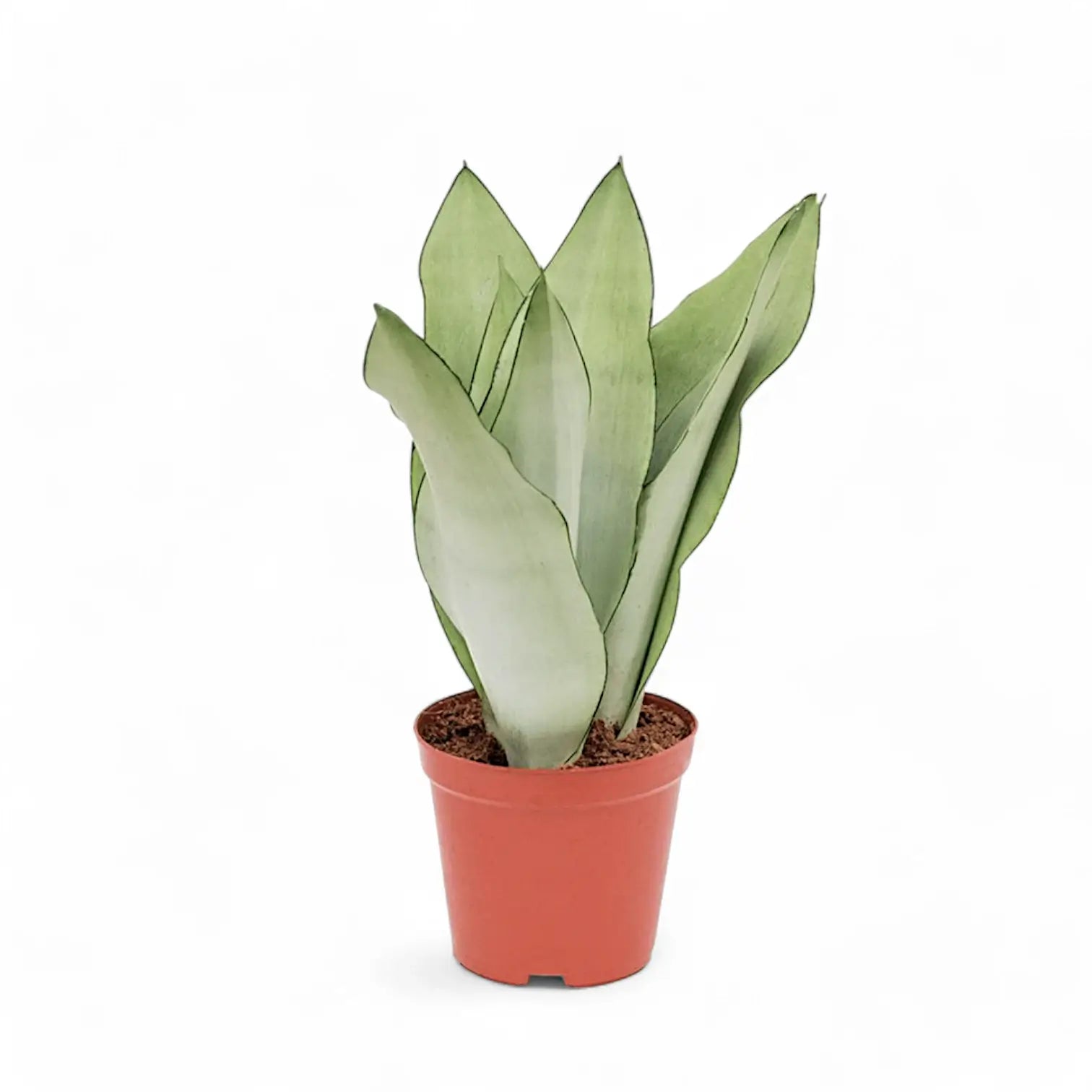 Dracaena (Sansevieria) trifasciata 'Moonshine' – Topfpflanze im Kulturtopf vor weißem Hintergrund, Produktfoto 5.