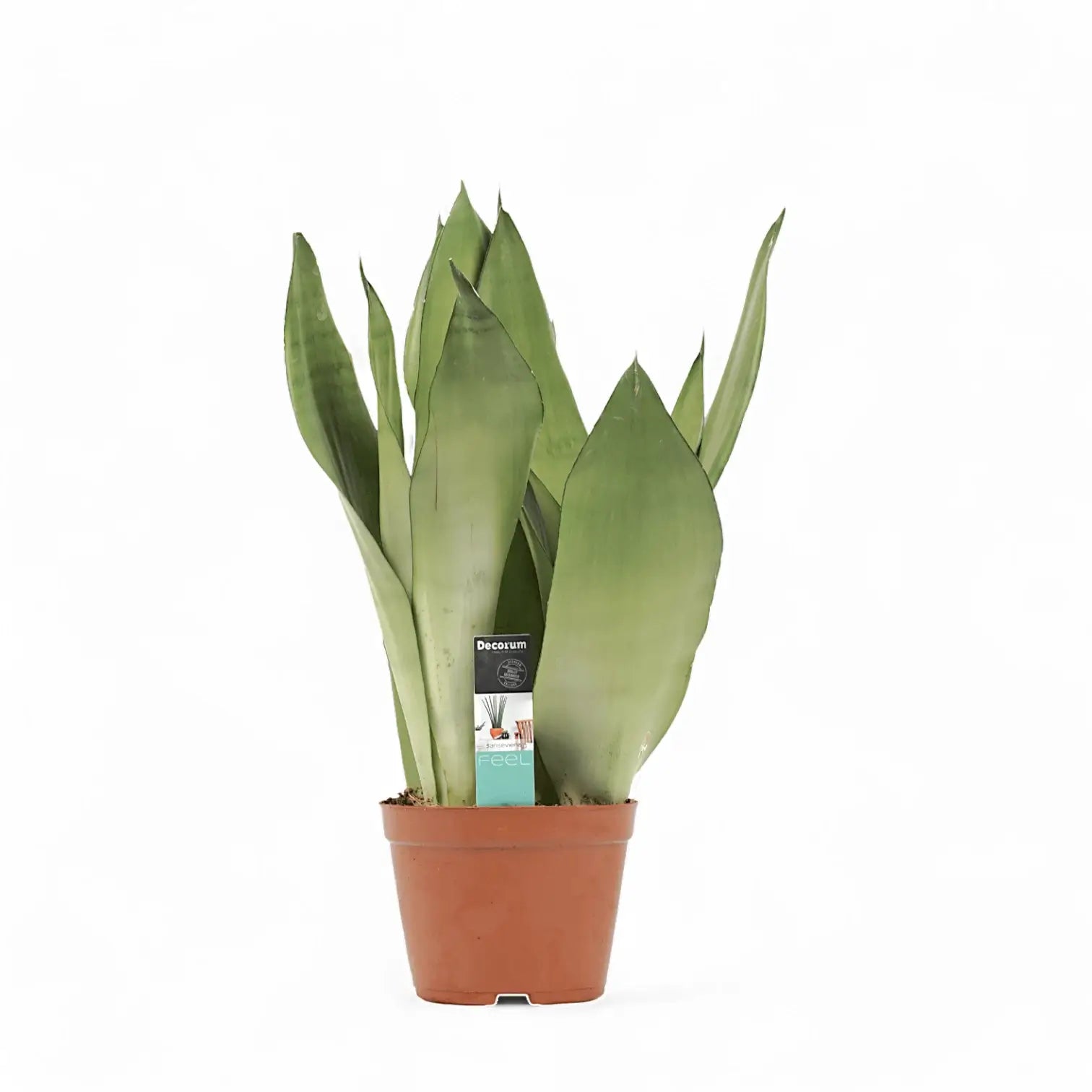 Dracaena (Sansevieria) trifasciata 'Moonshine' – Topfpflanze im Kulturtopf vor weißem Hintergrund, Produktfoto 6.