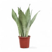 Dracaena (Sansevieria) trifasciata 'Moonshine' – Topfpflanze im Kulturtopf vor weißem Hintergrund, Produktfoto 9.