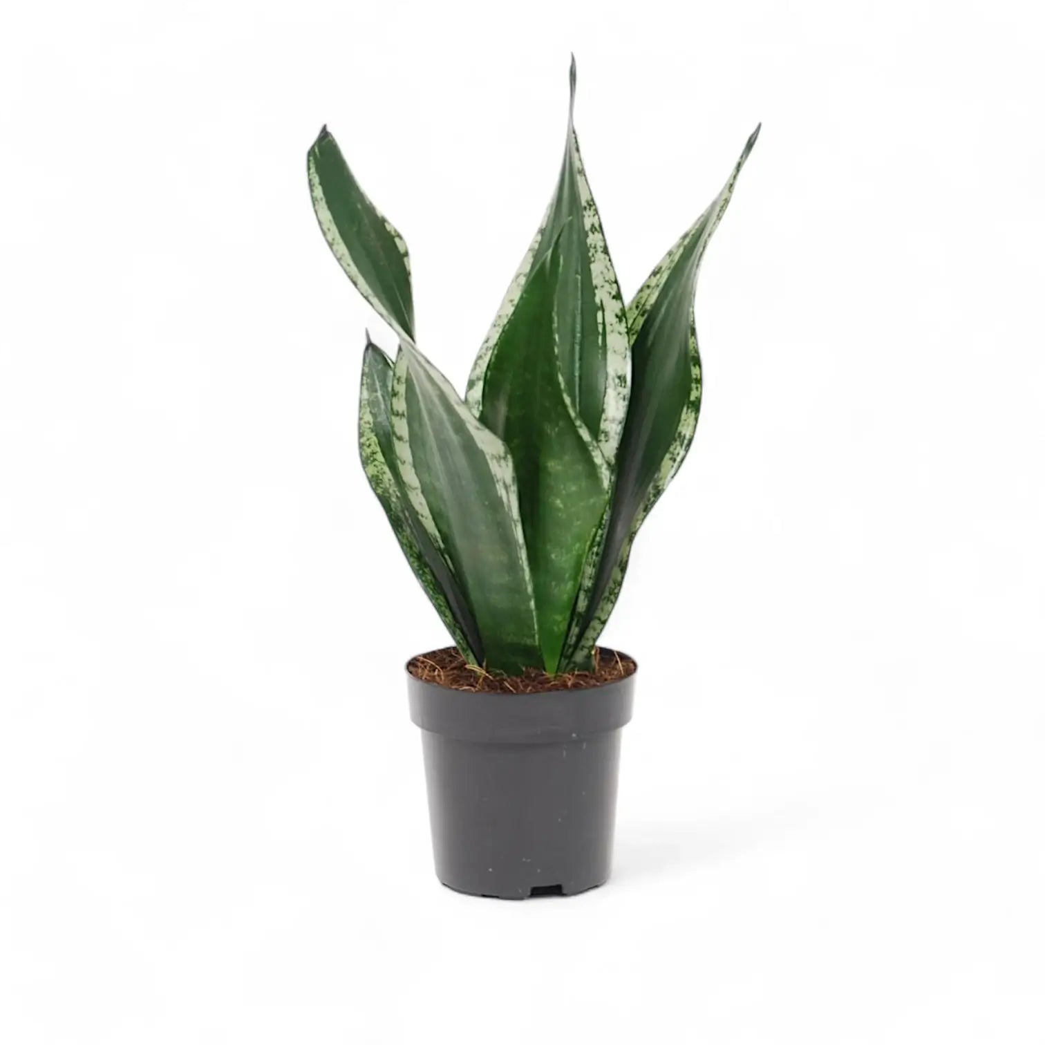 Dracaena (Sansevieria) trifasciata 'Silver Flame' potted plant in nursery pot on white background.