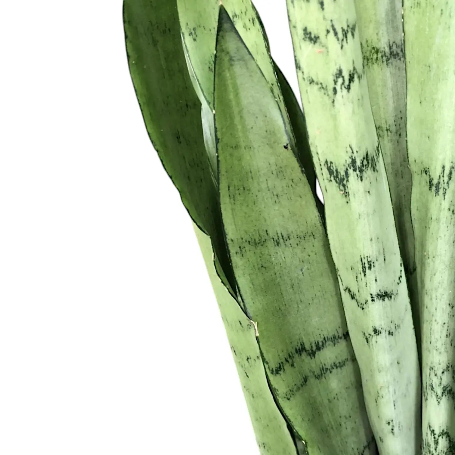 Dracaena (Sansevieria) trifasciata 'Silver Mist' – Blattdetail vor weißem Hintergrund..