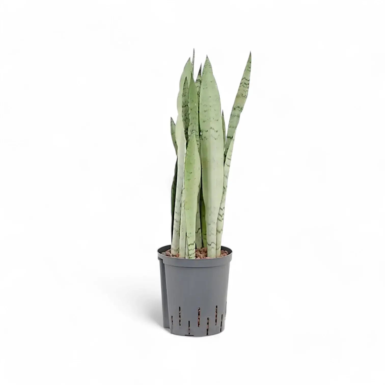 Dracaena (Sansevieria) trifasciata 'Silver Mist' potted plant in nursery pot on white background.
