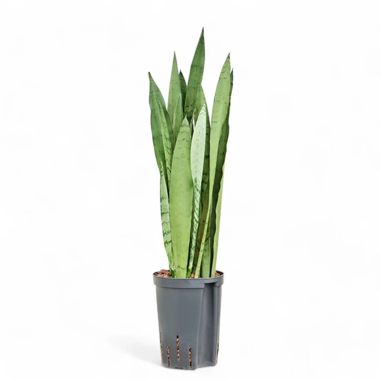 Dracaena (Sansevieria) trifasciata 'Silver Mist' potted plant in nursery pot on white background.