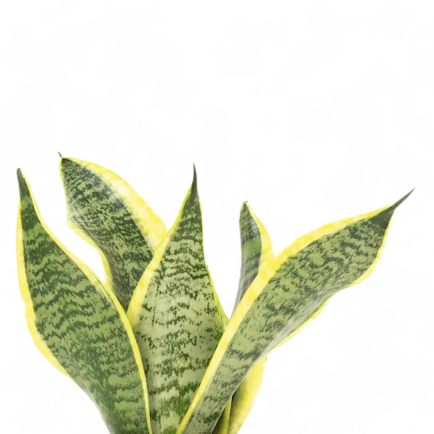 Dracaena (Sansevieria) trifasciata 'Superba' – Blattdetail vor weißem Hintergrund..