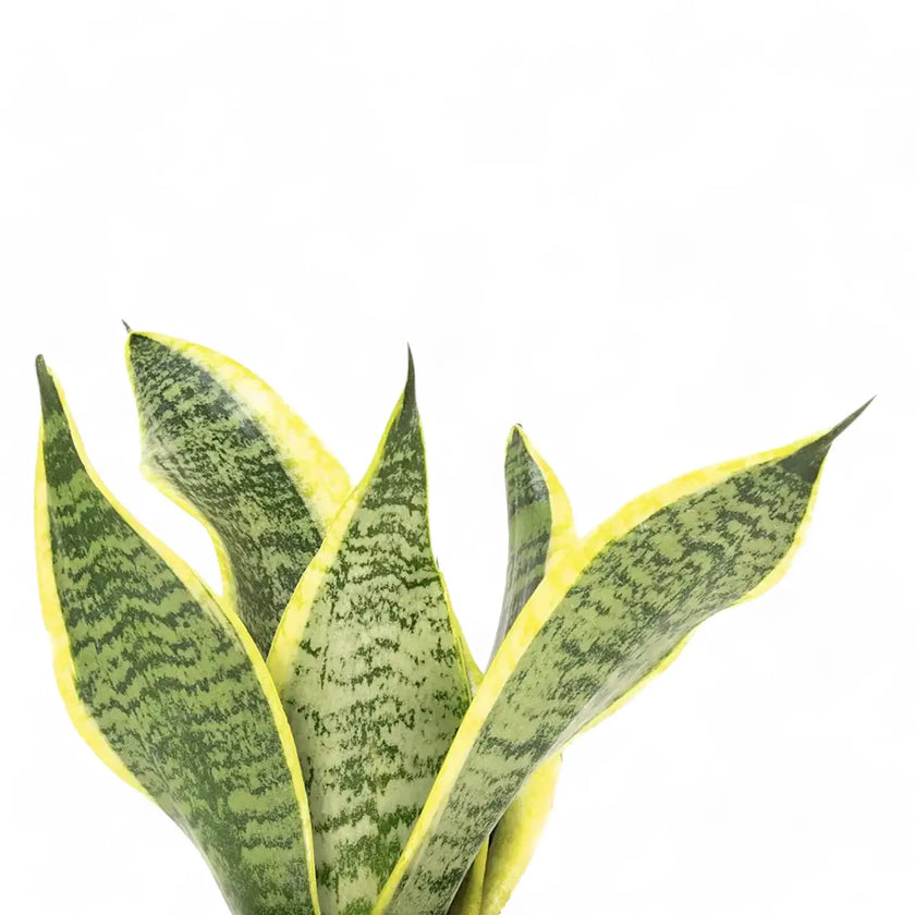 Dracaena (Sansevieria) trifasciata 'Superba' – Blattdetail vor weißem Hintergrund..