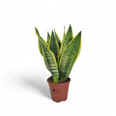 Dracaena (Sansevieria) trifasciata 'Superba' Zimmerpflanze im Anzuchttopf vor weißem Hintergrund, Produktfoto 4.