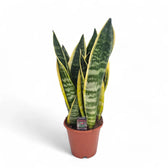 Dracaena (Sansevieria) trifasciata 'Superba' – Topfpflanze im Kulturtopf vor weißem Hintergrund, Produktfoto 6.