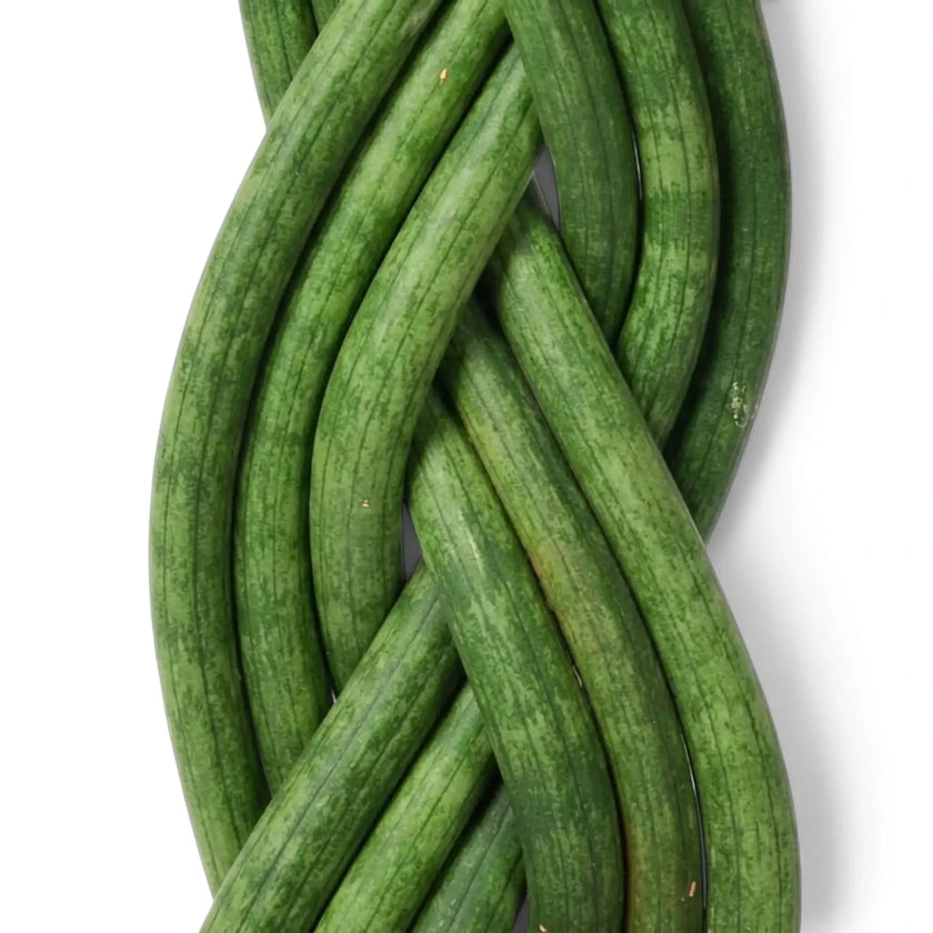 Dracaena angolensis 'Twister' close-up showing cylindrical green leaves braided together