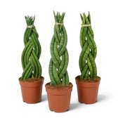 Drei Dracaena angolensis 'Twister' in Töpfen, jeweils mit einem Zopf aus zylindrischen grünen Blättern