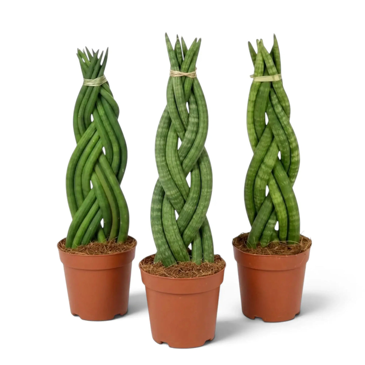 Drei Dracaena angolensis 'Twister' in Töpfen, jeweils mit einem Zopf aus zylindrischen grünen Blättern