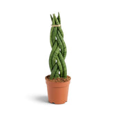 Dracaena angolensis 'Twister' mit hoch aufragenden zylindrischen grünen Blättern, die zu einem Zopf geflochten sind