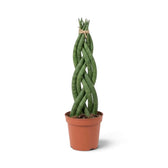 Dracaena angolensis 'Twister' im Topf mit einem Zopf aus zylindrischen grünen Blättern, die von der Basis aufragen